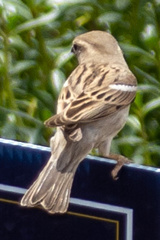 Passer domesticus