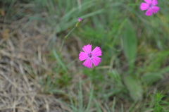 Dianthus borbasii