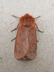 Phragmatobia assimilans