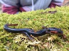 Plethodon jordani