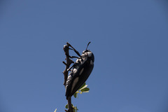 Sternocera orissa orissa