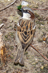 Passer domesticus