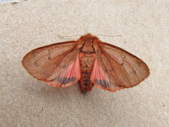 Phragmatobia assimilans