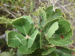 Morella diversifolia