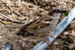 Passer domesticus