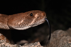 Crotalus ruber ruber