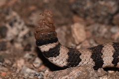 Crotalus ruber ruber