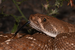 Crotalus ruber ruber
