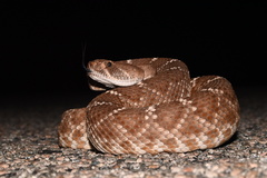 Crotalus ruber ruber
