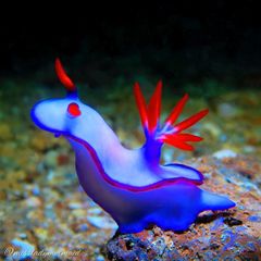 Hypselodoris brycei