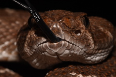 Crotalus ruber ruber