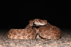 Crotalus ruber ruber