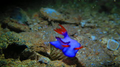 Hypselodoris brycei