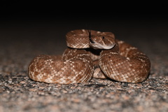 Crotalus ruber ruber