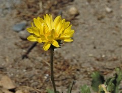 Grindelia chiloensis