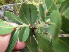 Morella diversifolia