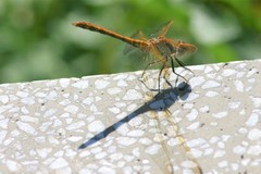 Sympetrum
