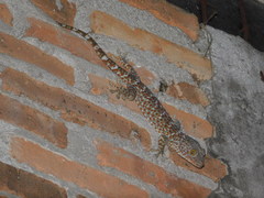 Gekko gecko