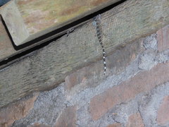 Gekko gecko