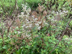 Eupatorium shimadae