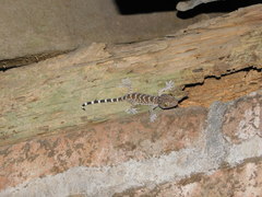 Gekko gecko