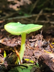 Entoloma necopinatum