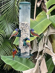 Passerina ciris ciris