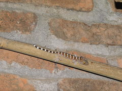 Gekko gecko
