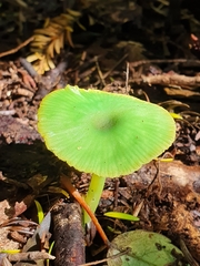Entoloma necopinatum