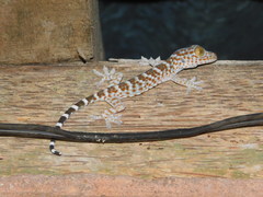 Gekko gecko