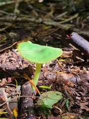 Entoloma necopinatum
