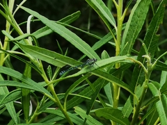 Coenagrion