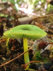 Entoloma necopinatum