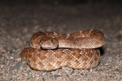 Crotalus ruber ruber