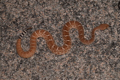 Crotalus ruber ruber
