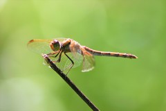 Sympetrum