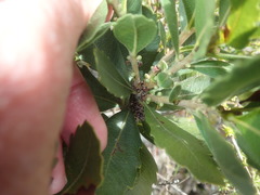 Morella diversifolia