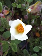 Cistus salviifolius