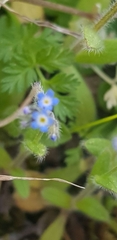 Myosotis