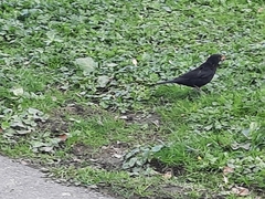 Turdus merula