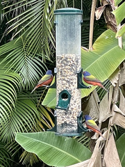 Passerina ciris ciris