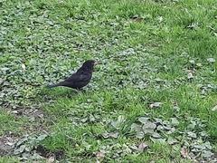 Turdus merula