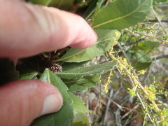 Morella diversifolia