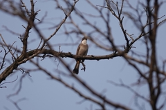 Pycnonotus xanthorrhous