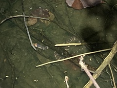 Homalopsis mereljcoxi