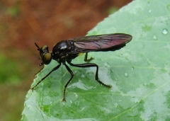 Eudioctria