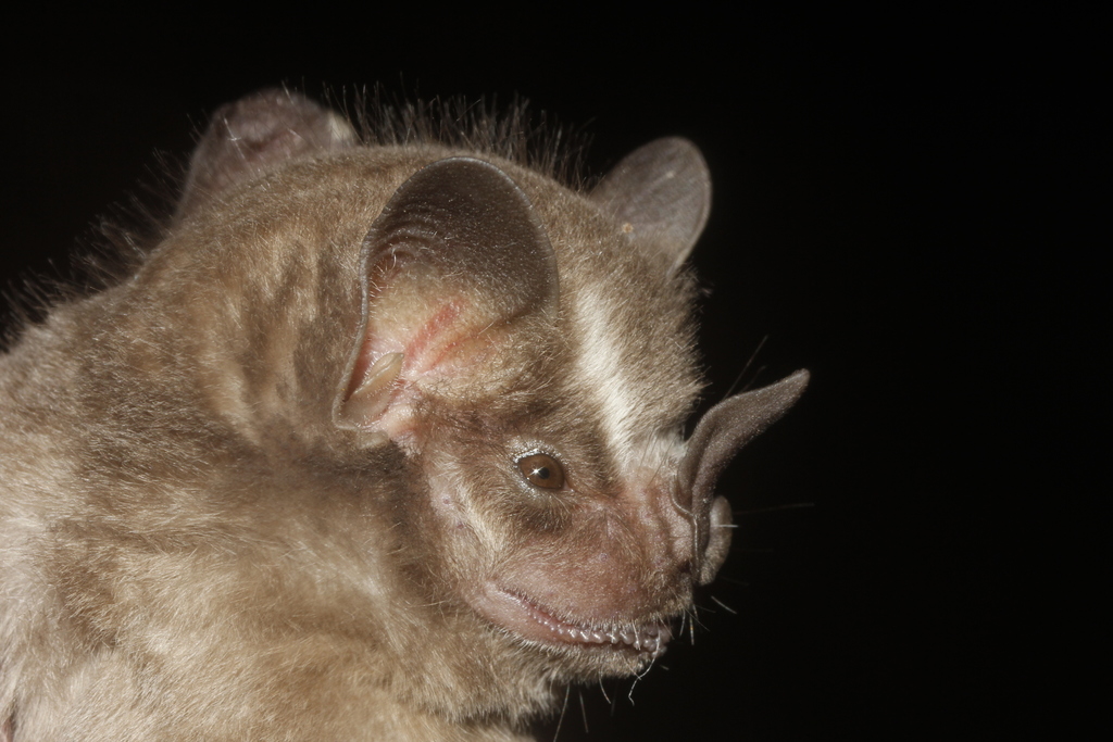 Toltec Fruit-eating Bat