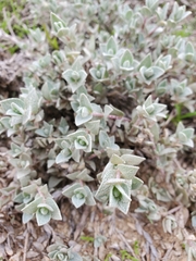 Atriplex watsonii