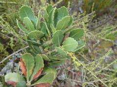 Morella diversifolia