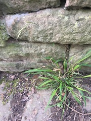 Poaceae